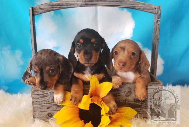 Whispering pines hot sale dachshunds