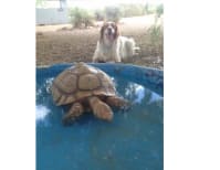 image description not provided by submitter