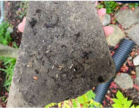 image description not provided by submitter