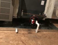 image description not provided by submitter