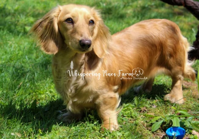 Whispering best sale pines dachshunds