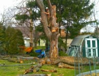 image description not provided by submitter