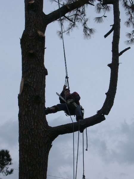 Environmental Tree Service Better Business Bureau Profile