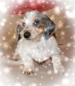 Whispering pines store farm miniature dachshunds