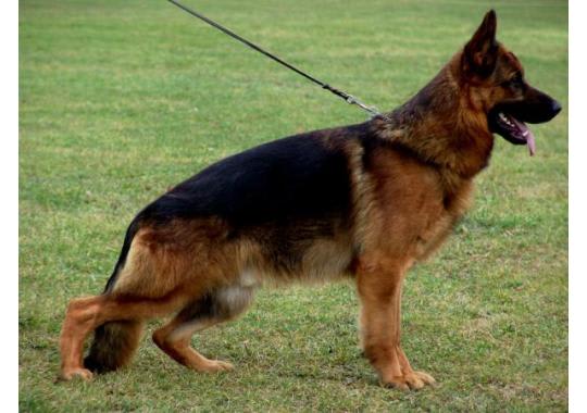 Von waldberg best sale german shepherds