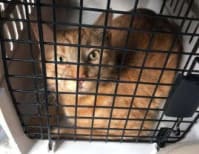 image description not provided by submitter