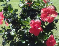 image description not provided by submitter