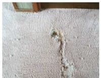 image description not provided by submitter