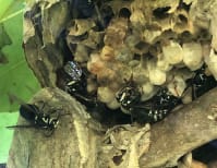 image description not provided by submitter