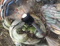 image description not provided by submitter