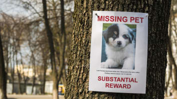 Picture of a lost dog sign posted to a tree outside
