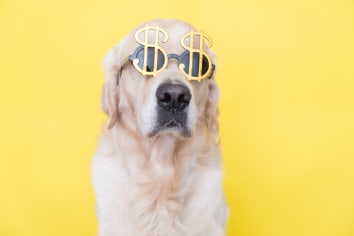 Golden retriever sits on a yellow background and wears sunglasses in the shape of a dollar