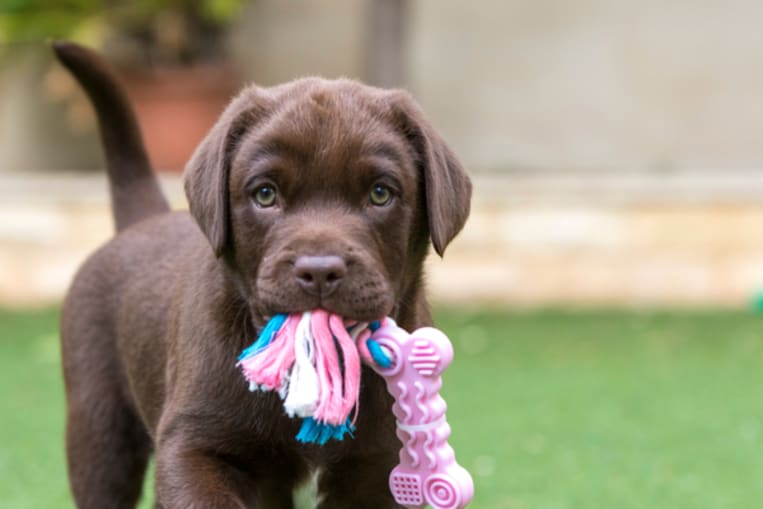 brown puppy with toy in its mouth