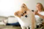 small brown and white puppy staring at the camera