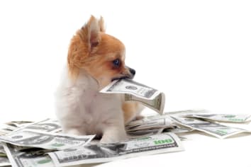 puppy eating money