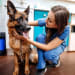 vet working with dog