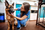 vet working with dog