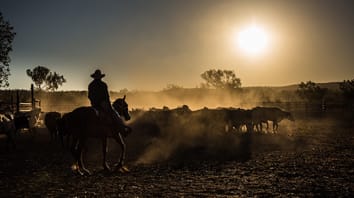 Cattle farm at dusk.
