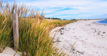 Empty coastal beach line with tall grass