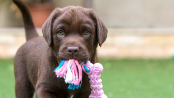 A chocolate lab puppy plays with a rope toy.