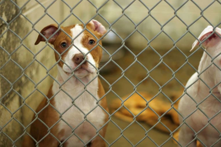 dog behind fence at shelter