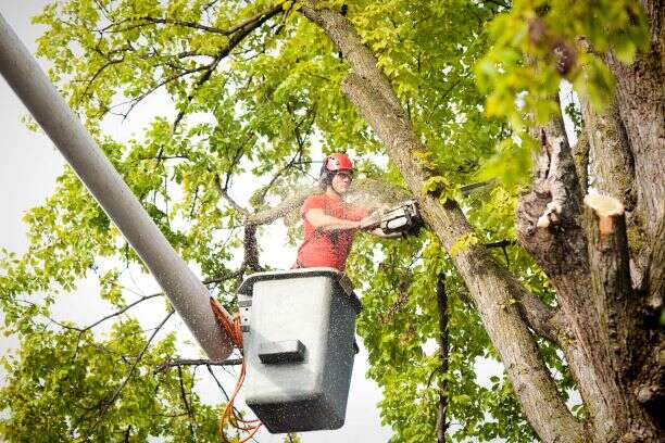 Tree Removal Hamilton Ga