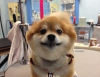 image description not provided by submitter