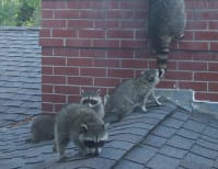 image description not provided by submitter