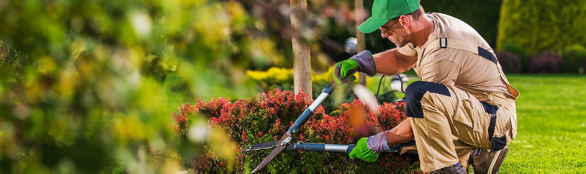 A white male groundskeeper trims brightly colored hedges in a verdant garden.